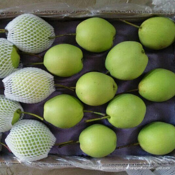 Fresh Green Shandong Pear para a Índia